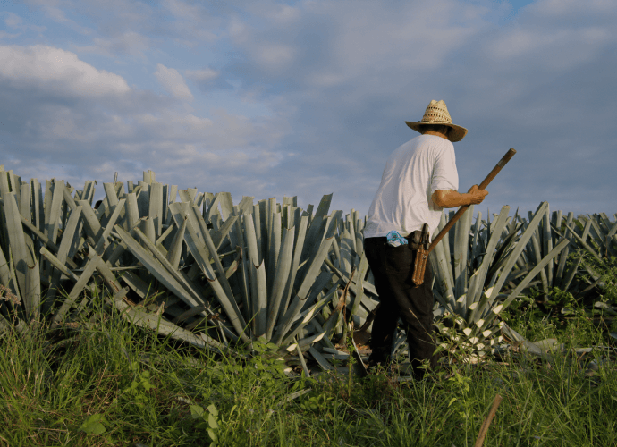 Die besten Tequilas zum Trinken