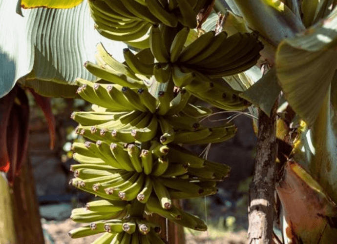 Die Geschichte hinter Pisang Ambon